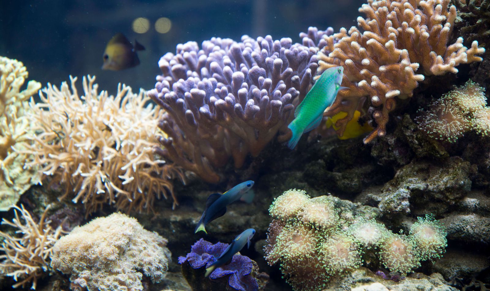 Poissons tropicaux et coraux - Consulter le plan du parc - ZooParc de Beauval