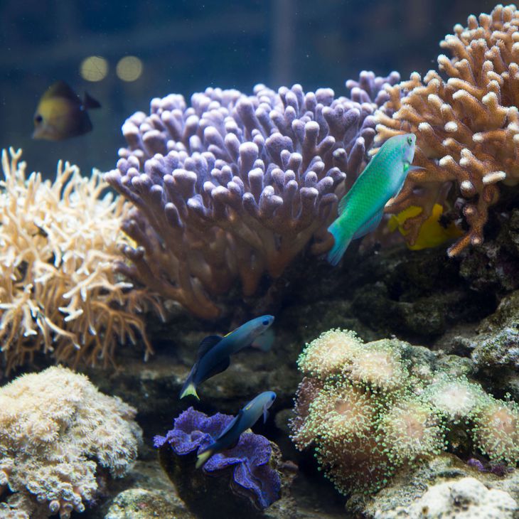 Poissons tropicaux et coraux - Consulter le plan du parc - ZooParc de Beauval