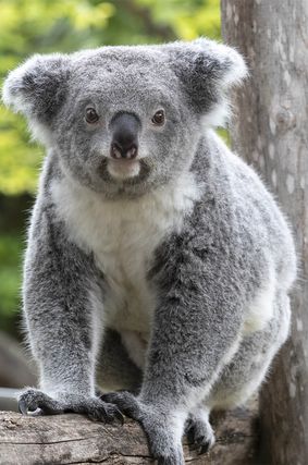 Acheter un billet - Pass annuel ZooPass