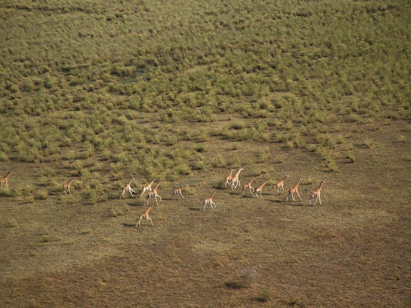 Girafes dans la nature - ©Colin Bell - Beauval Nature - ZooParc de Beauval