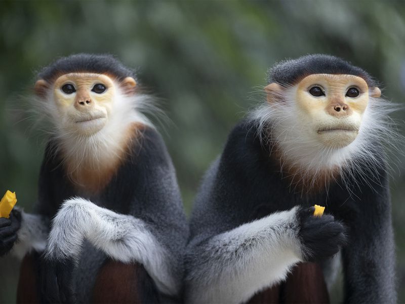Langur de Douc - Animaux extraordinaires du ZooParc