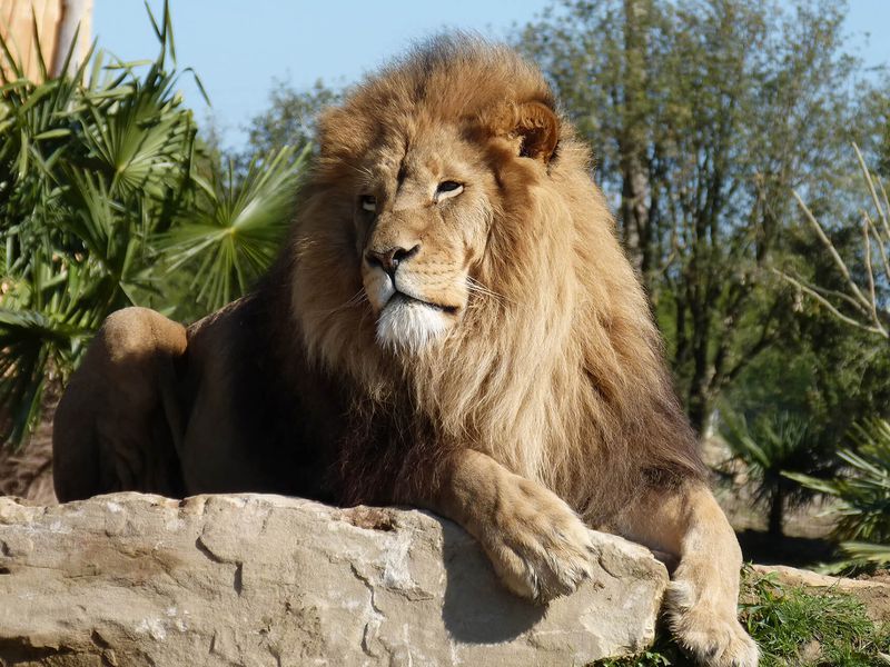 Lion d’Afrique - Animaux extraordinaires du ZooParc