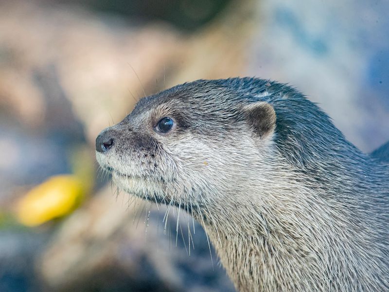 Loutres naines - Animaux extraordinaires du ZooParc