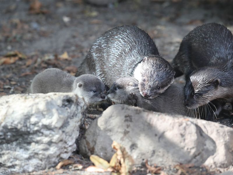 Loutres naines - Animaux extraordinaires du ZooParc