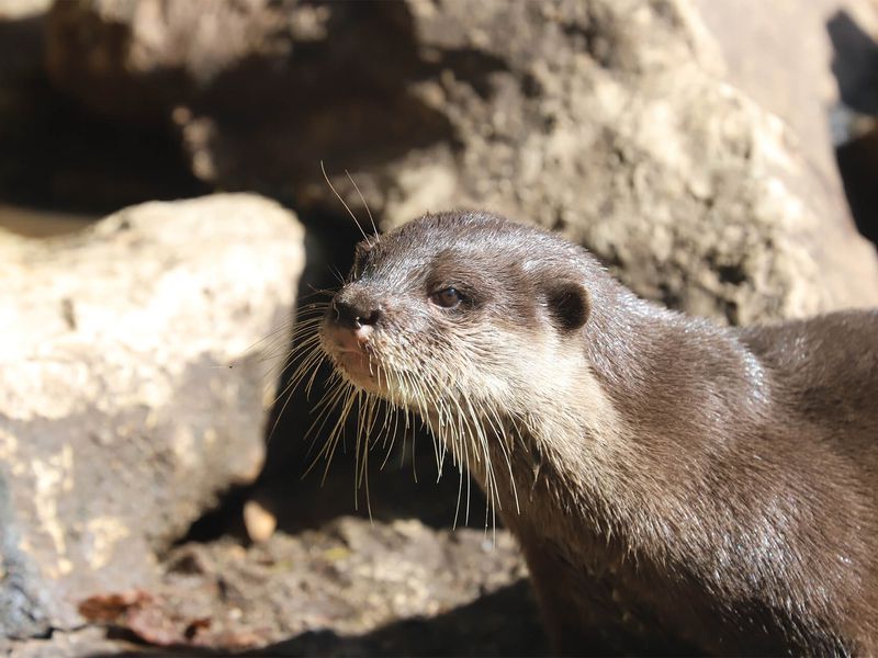 Loutres naines - Animaux extraordinaires du ZooParc