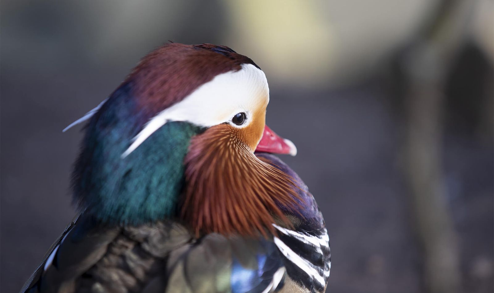 Canard mandarin - Consulter les mentions légales - ZooParc de Beauval