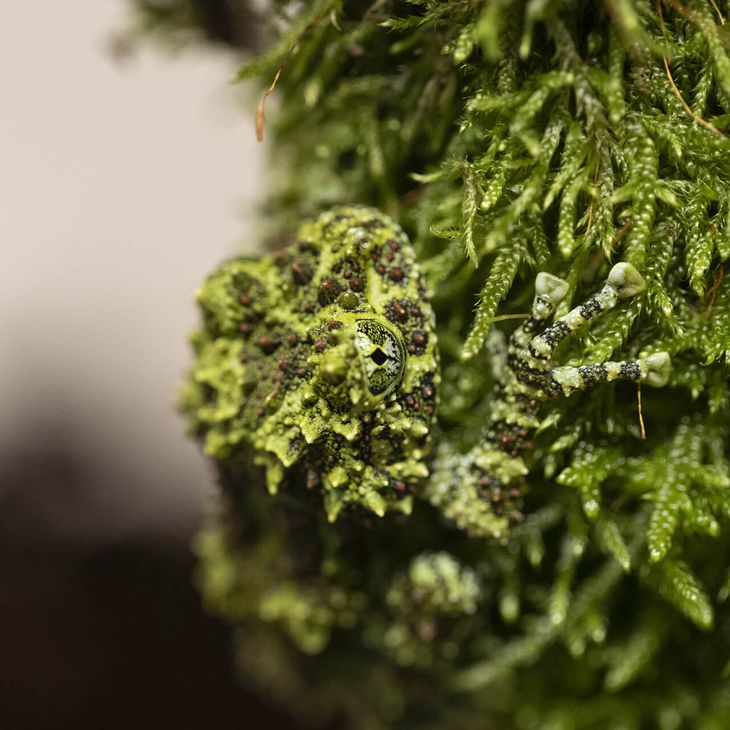 Crapaud mousse - Abonnez-vous à notre newsletter - ZooParc de Beauval