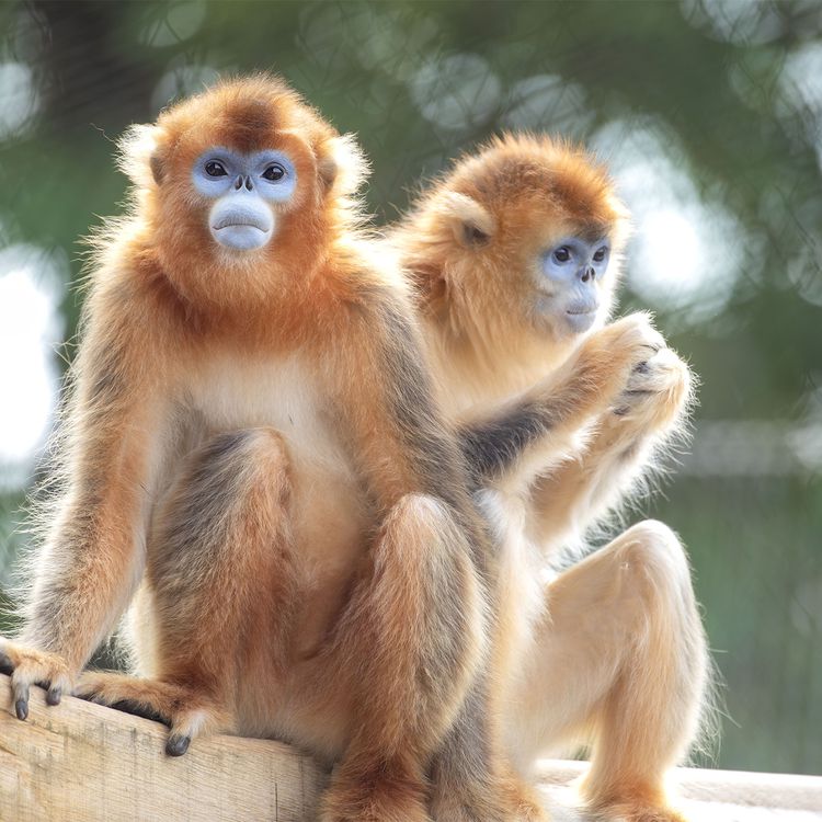 Nouveauté 2025 : arrivées des singes dorés - ZooParc de Beauval