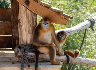 Singes dorés - Animaux extraordinaires - Nouveauté 2025 - ZooParc de Beauval