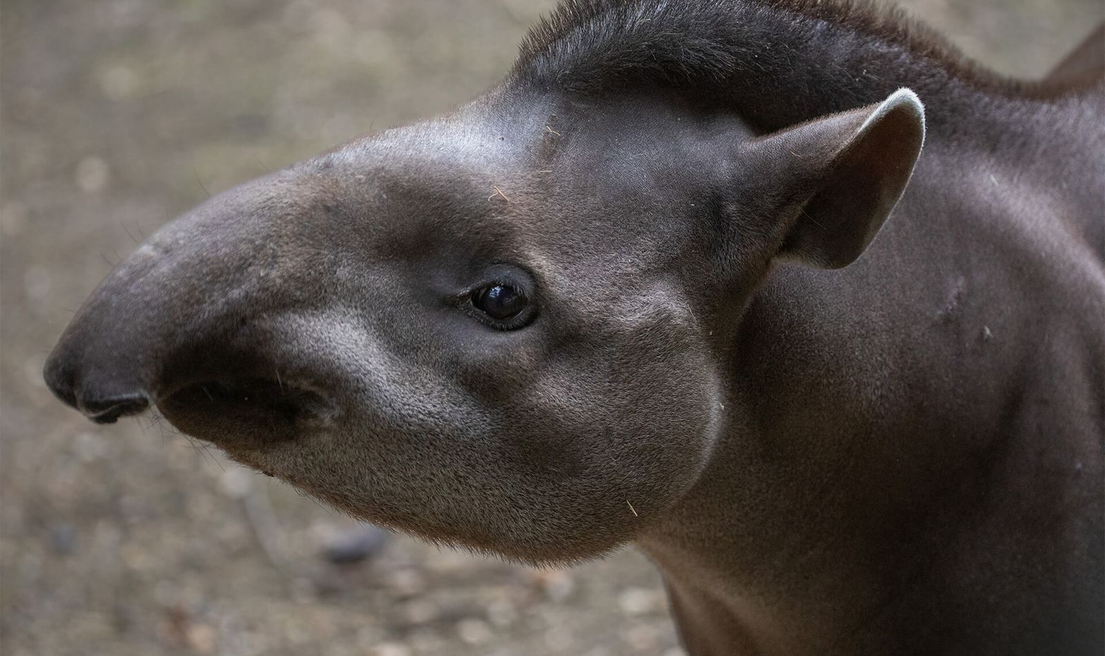 Tapir terrestre - Animaux extraordinaires du ZooParc