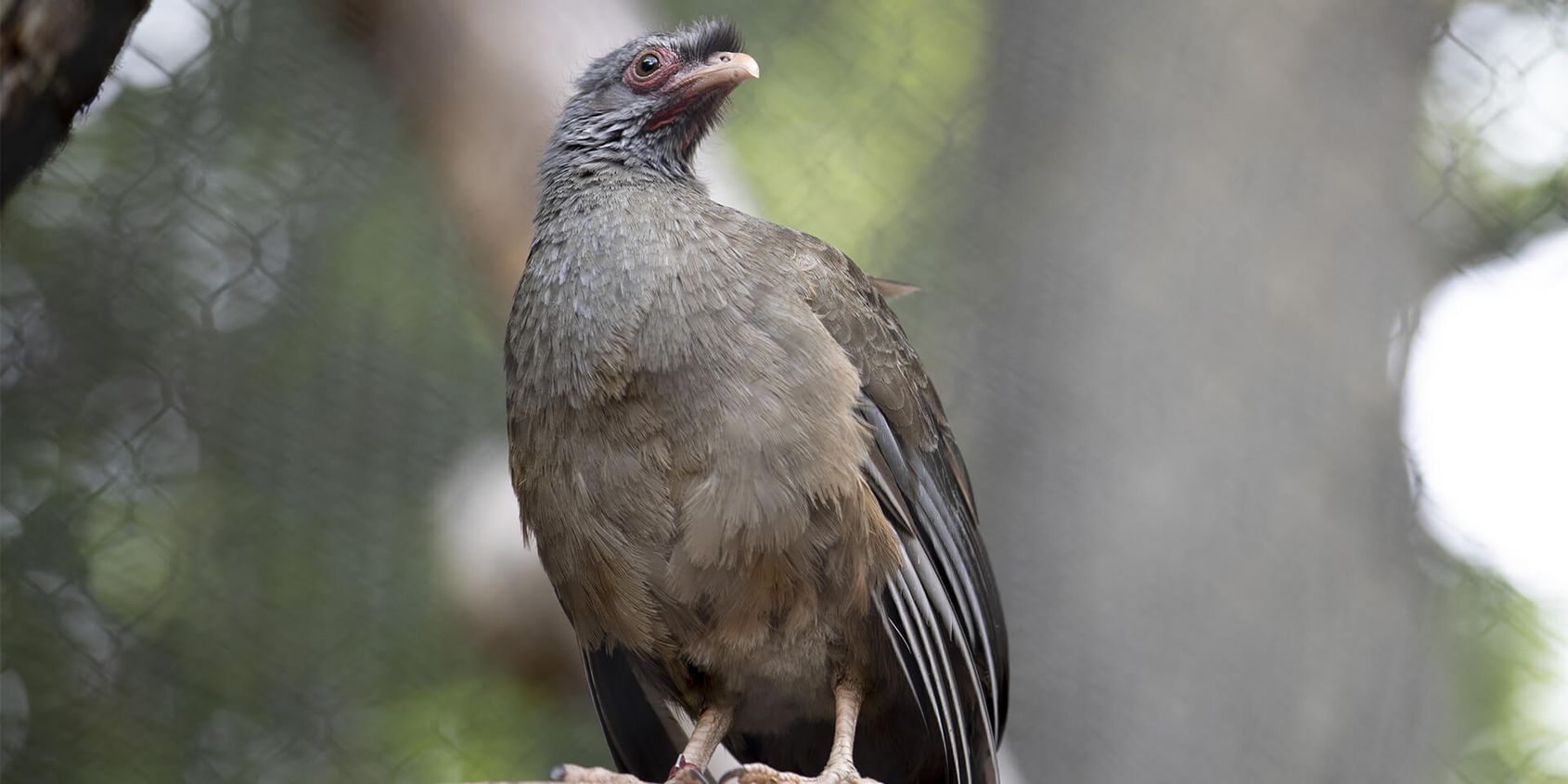 Ortalide du Chaco - Les animaux de La Rotonde des Perroquets - ZooParc de Beauval