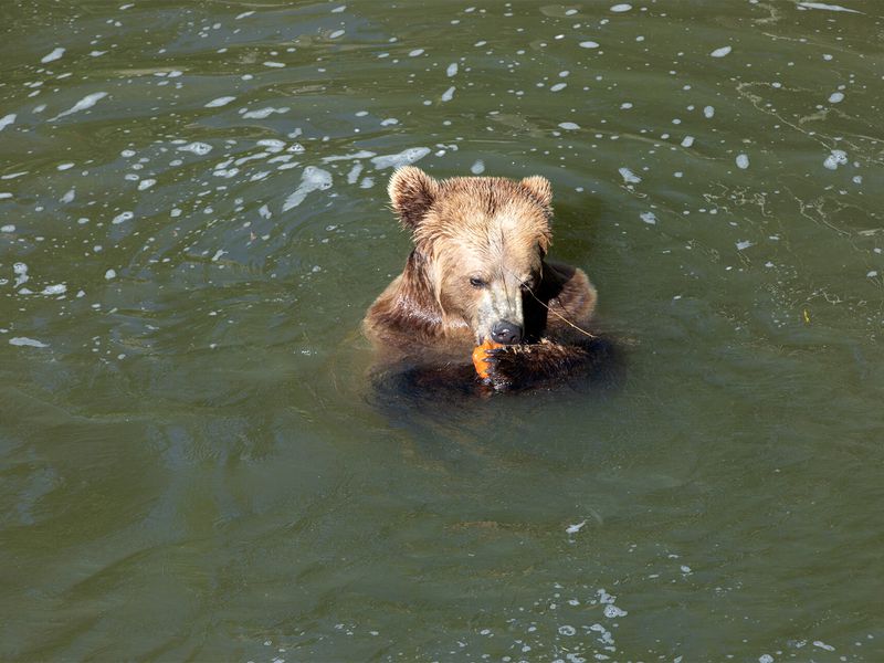 Ours brun - Animaux extraordinaires du ZooParc