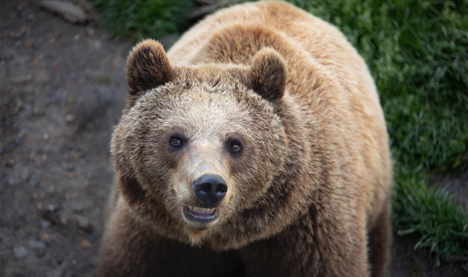 Ours brun - Animaux extraordinaires du ZooParc