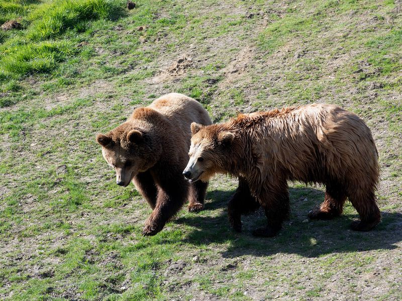 Ours brun - Animaux extraordinaires du ZooParc