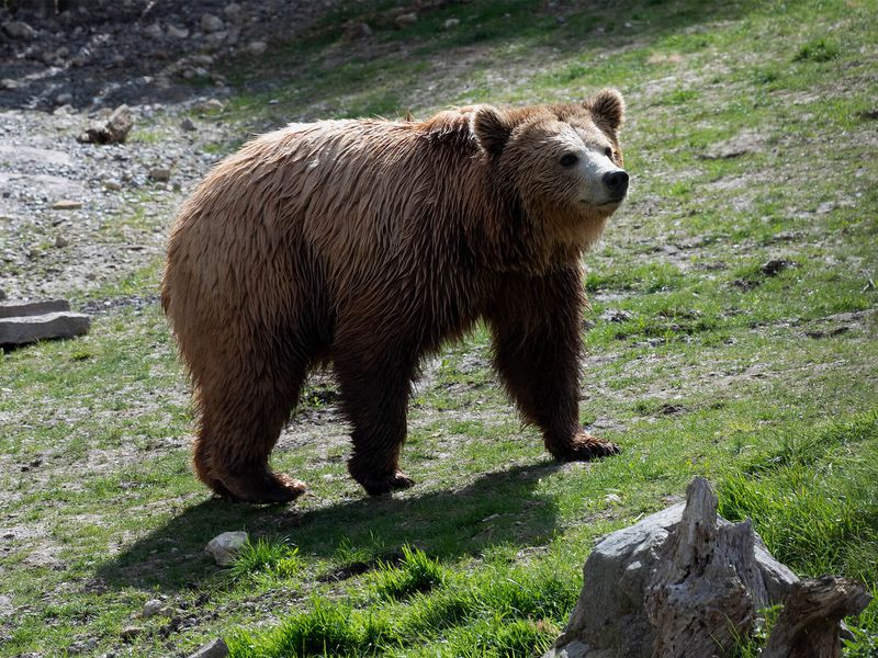 Ours brun - Animaux extraordinaires du ZooParc