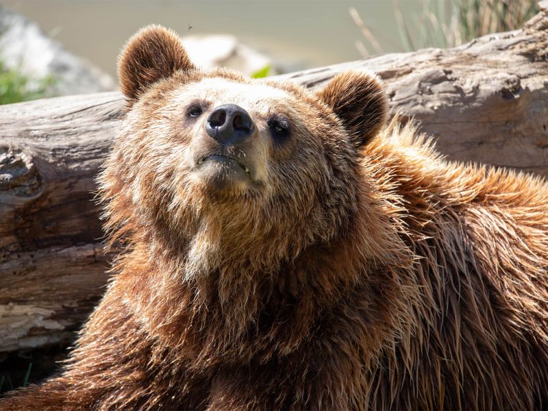 Ours brun - Animaux extraordinaires du ZooParc