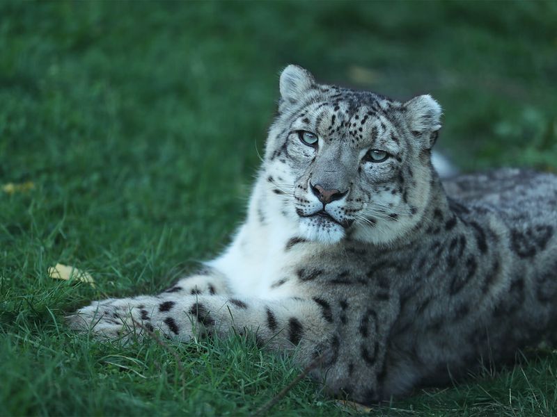 Panthère des neiges - Animaux extraordinaires du ZooParc