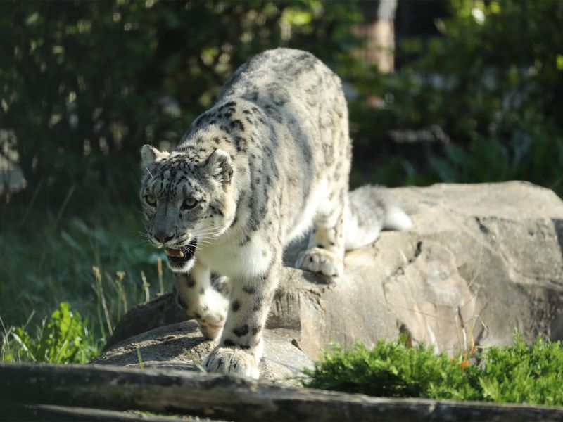 Panthère des neiges - Animaux extraordinaires du ZooParc