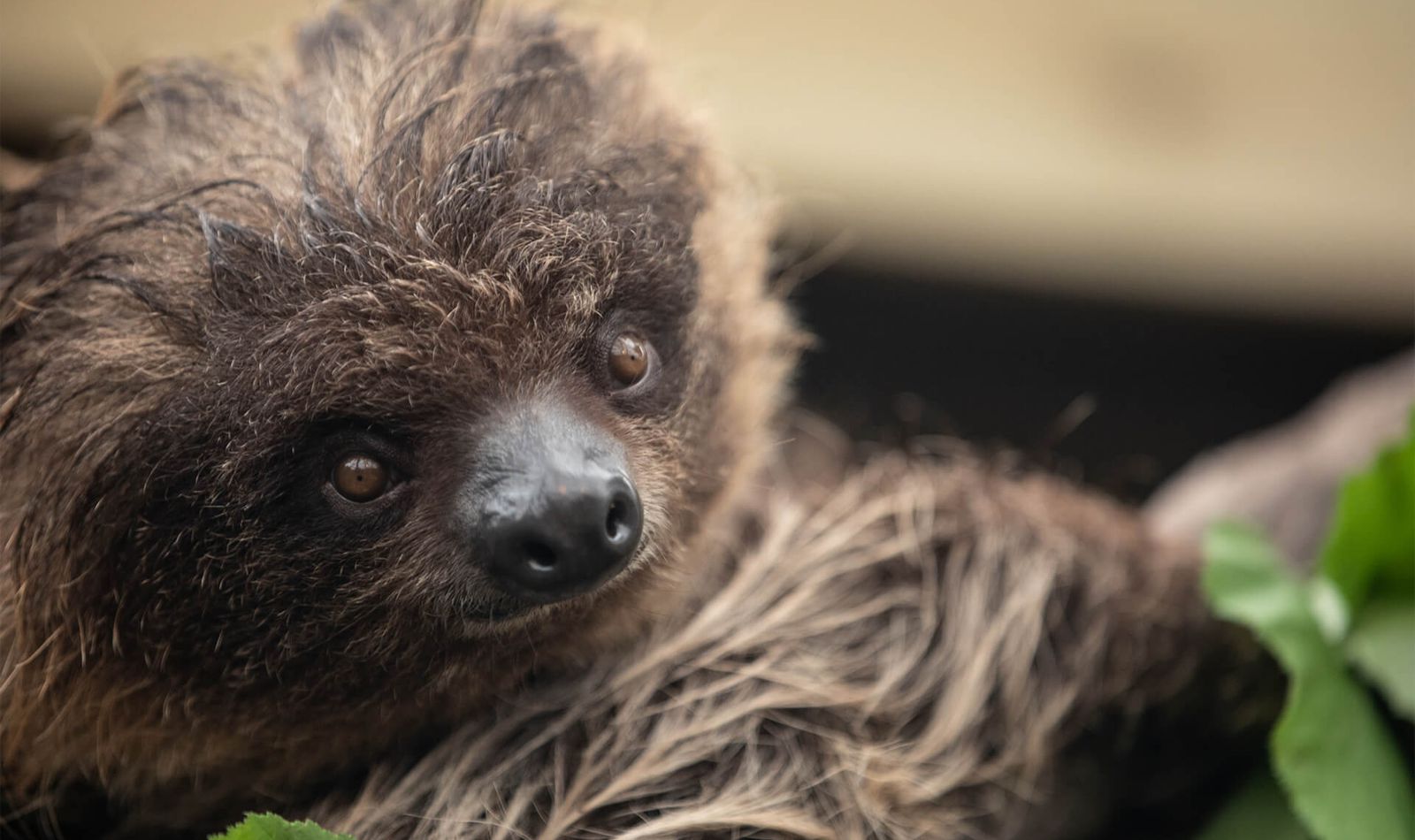 Paresseux à deux doigts - Animaux extraordinaires du ZooParc