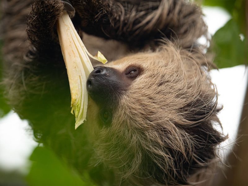 Paresseux à deux doigts - Animaux extraordinaires du ZooParc