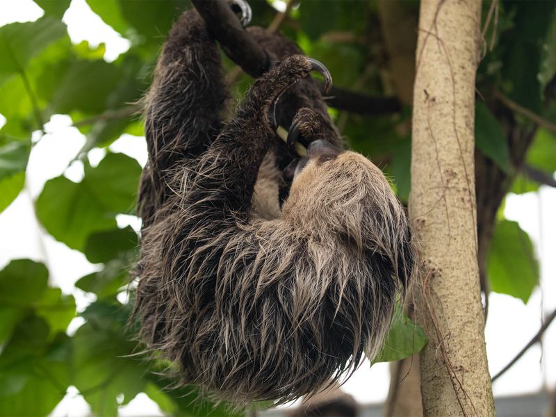 Paresseux à deux doigts - Animaux extraordinaires du ZooParc