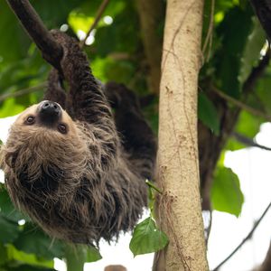 Paresseux à deux doigts