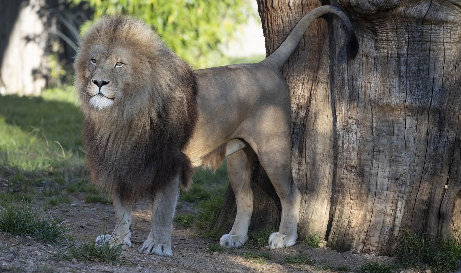 Lion d’Afrique - Animaux extraordinaires du ZooParc