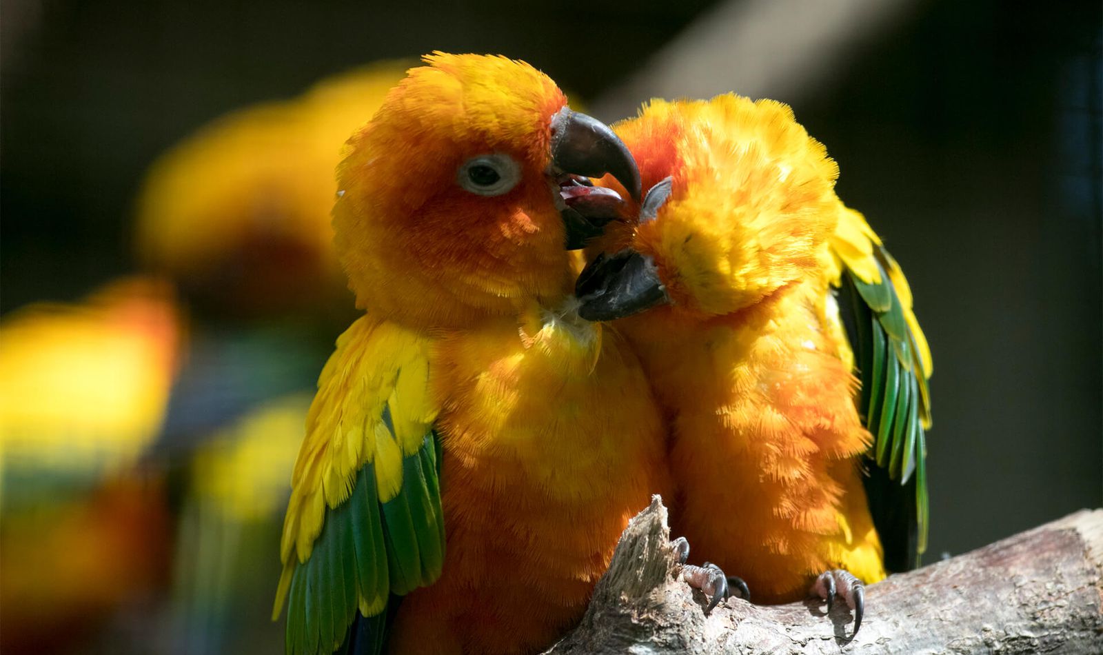 Conure soleil - Communiqués de presse - ZooParc de Beauval