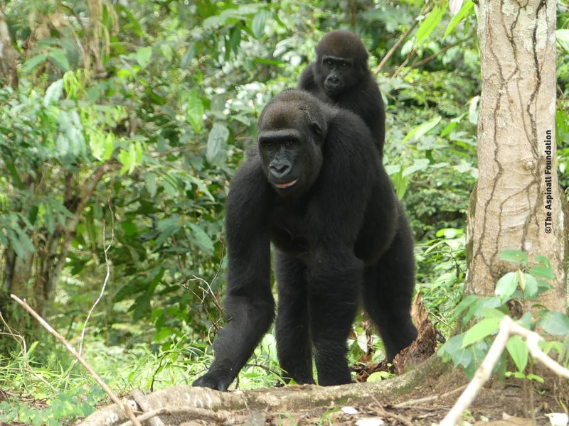 Naissance gorille au Gabon - Association Beauval Nature - ZooParc de Beauval