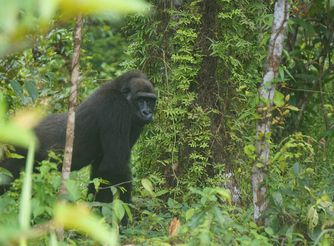 Réintroduction gorilles - Association Beauval Nature - ZooParc de Beauval