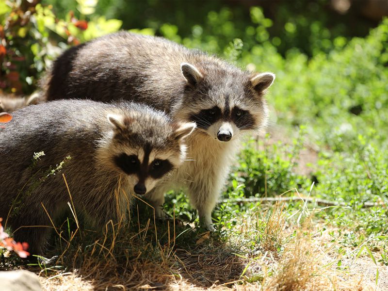 Ratons laveurs - Animaux extraordinaires du ZooParc