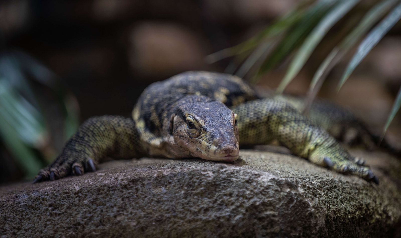 Varan d'eau malais - Consulter le règlement intérieur avant votre visite - ZooParc de Beauval