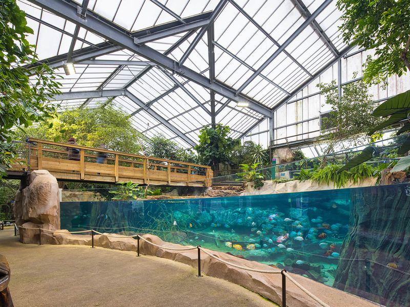 Serre des gorilles - Territoires - ZooParc de Beauval