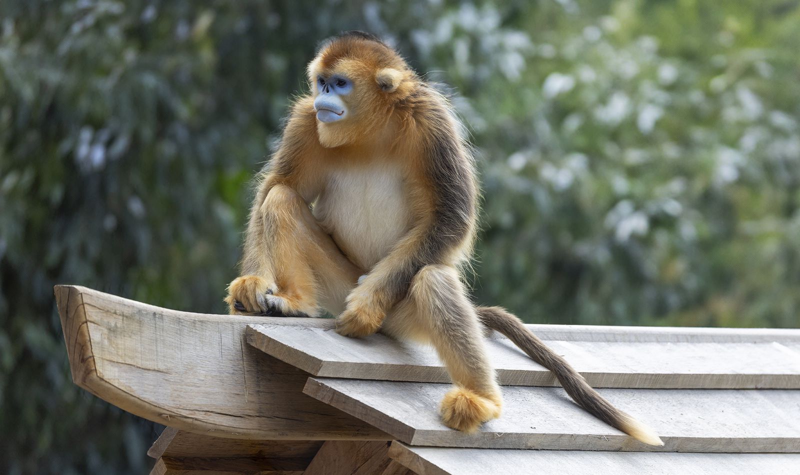 Singe doré - Animaux extraordinaires du ZooParc