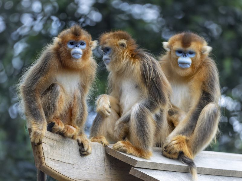 Singe doré - Animaux extraordinaires du ZooParc