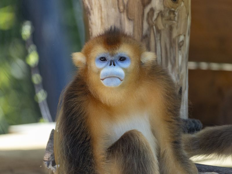 Singe doré - Animaux extraordinaires du ZooParc