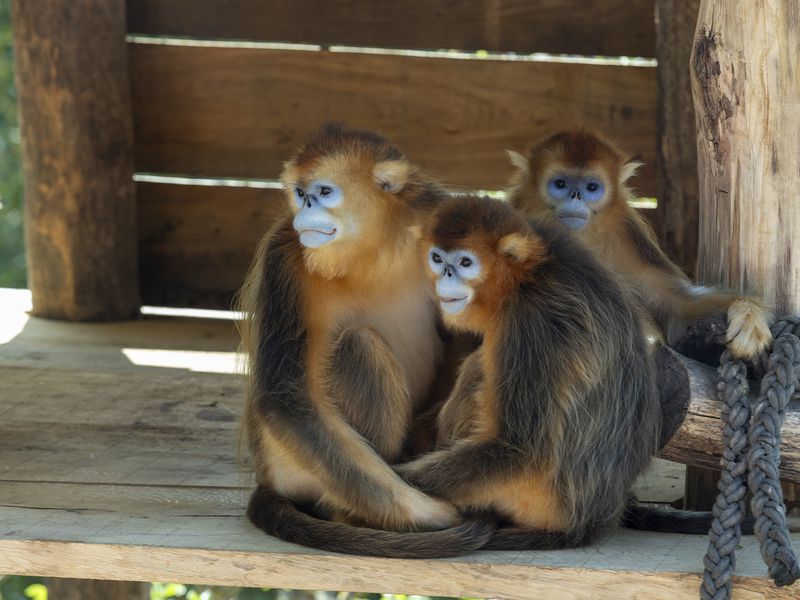 Singe doré - Animaux extraordinaires du ZooParc