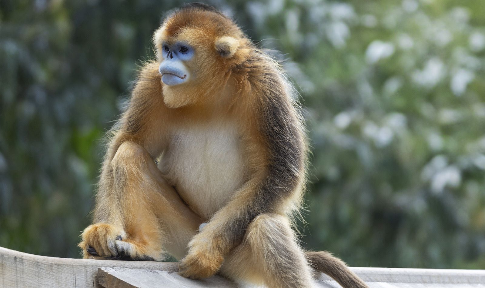 Singe doré - Animaux extraordinaires du ZooParc