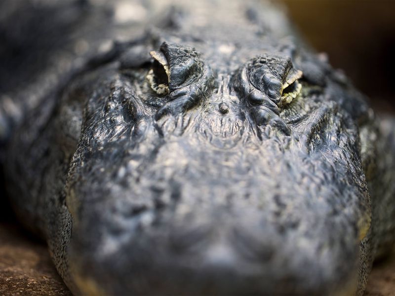 Alligator du Mississipi - Animaux extraordinaires du ZooParc