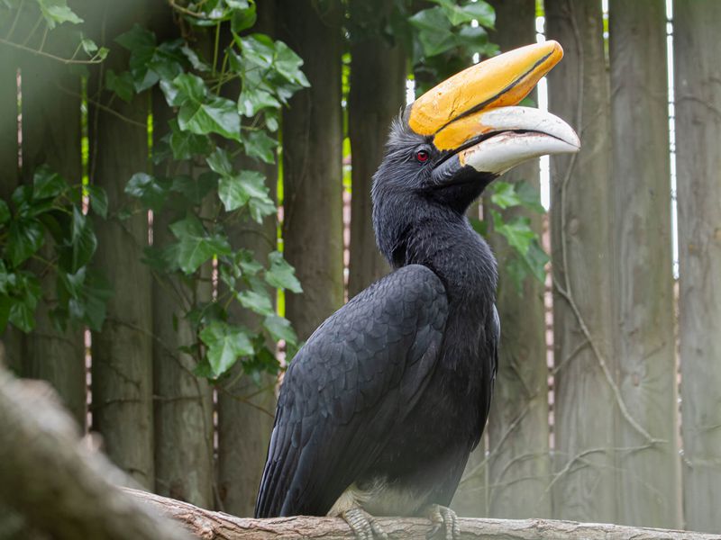 Calao rhinocéros - Animaux extraordinaires du ZooParc