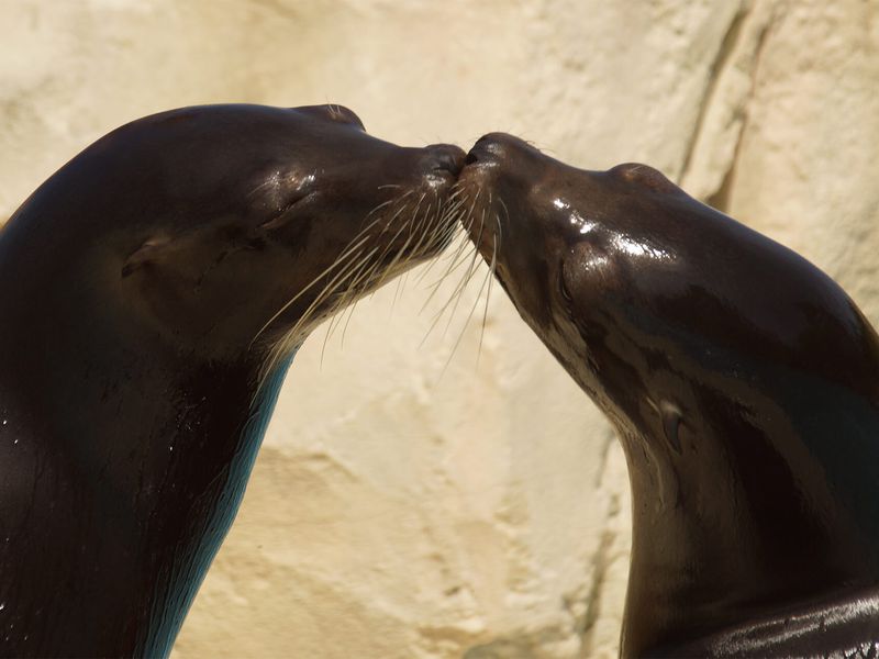 Otaries - Animaux extraordinaires du ZooParc