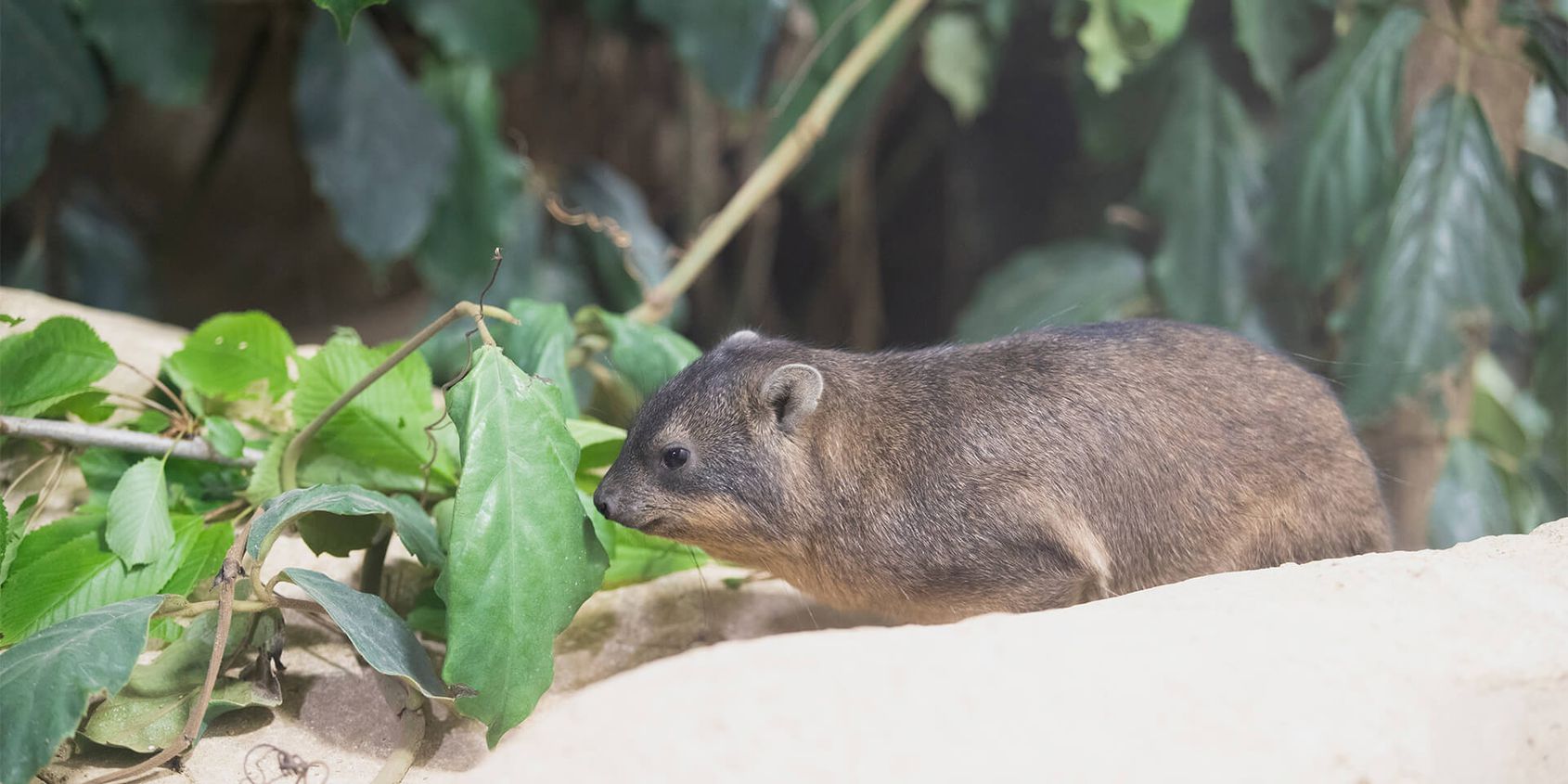Daman des rochers - Les animaux de La Terre des Lions - ZooParc de Beauval