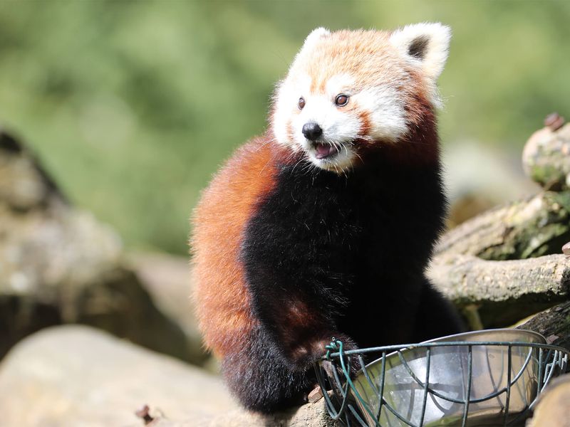 Panda roux - Animaux extraordinaires du ZooParc