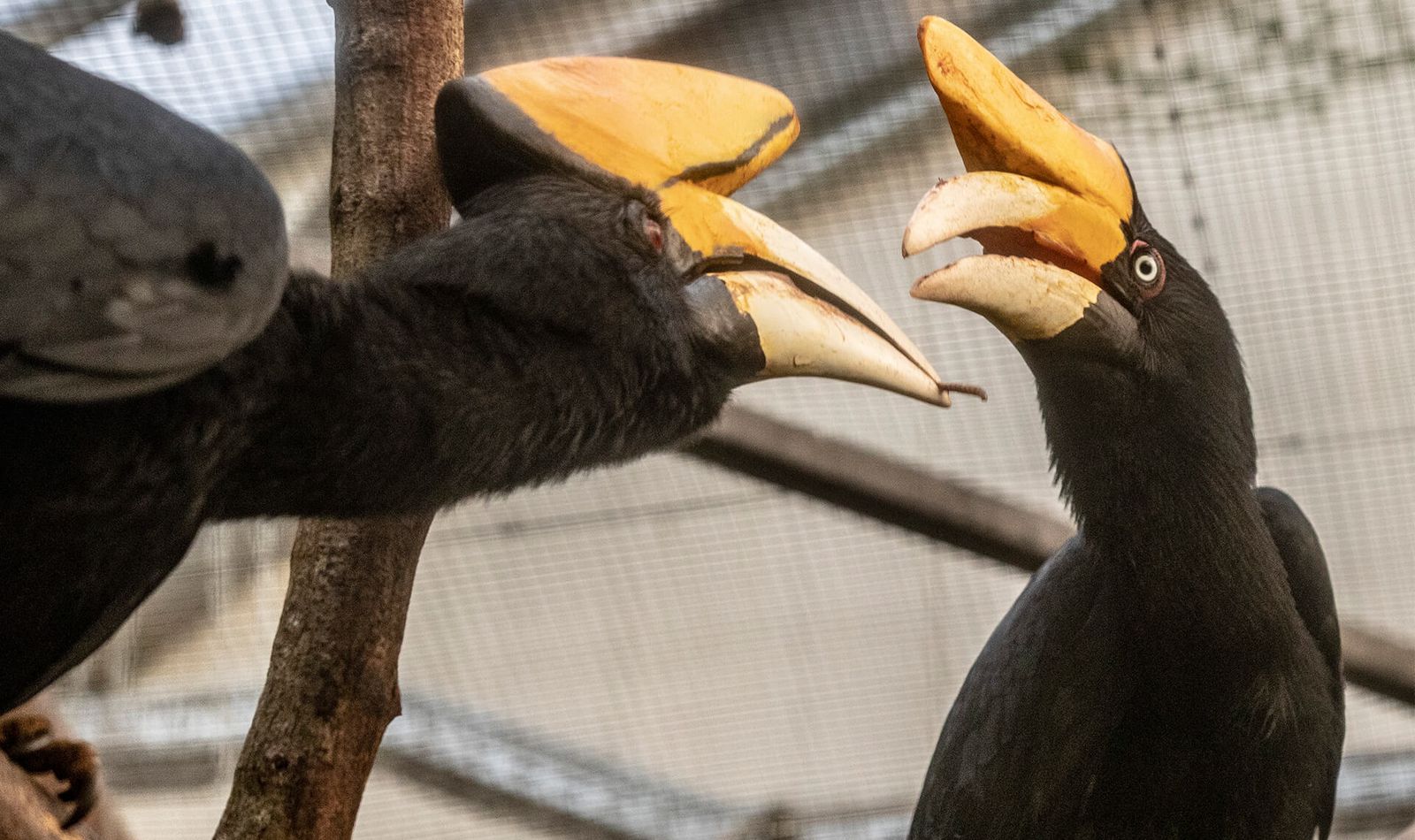 Calao rhinocéros - Animaux extraordinaires du ZooParc