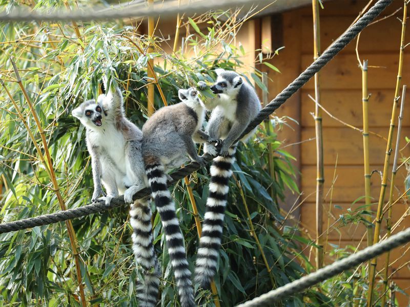 Makis cattas - Animaux extraordinaires du ZooParc