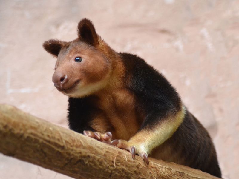 Kangourou arboricole - Animaux extraordinaires du ZooParc