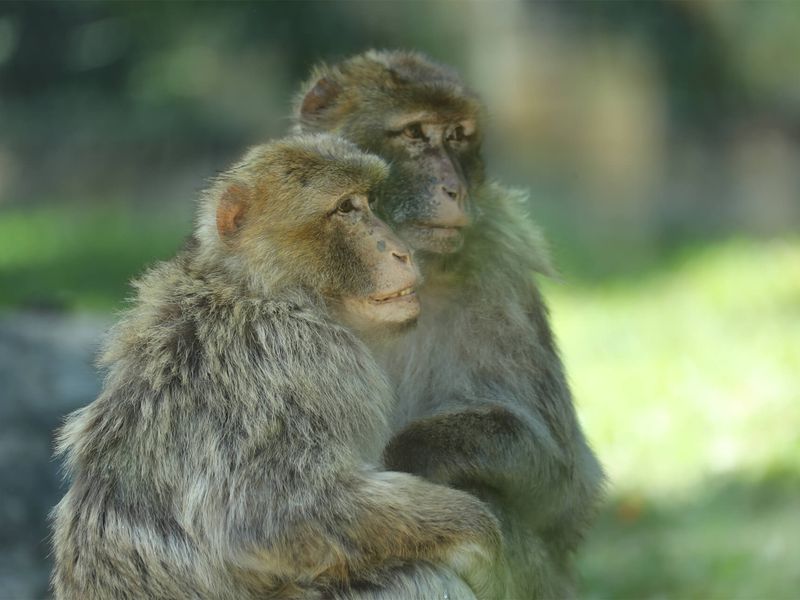 Magots - Animaux extraordinaires du ZooParc