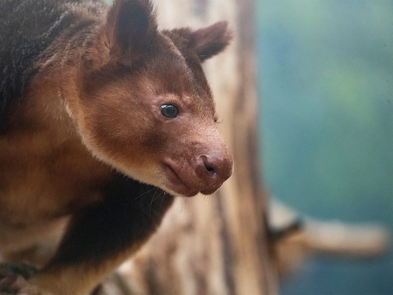 Dendrolague de Goodfellow - Animaux extraordinaires du ZooParc