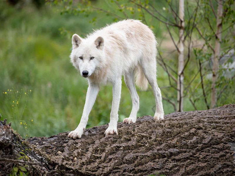 Loup arctique - Animaux extraordinaires du ZooParc