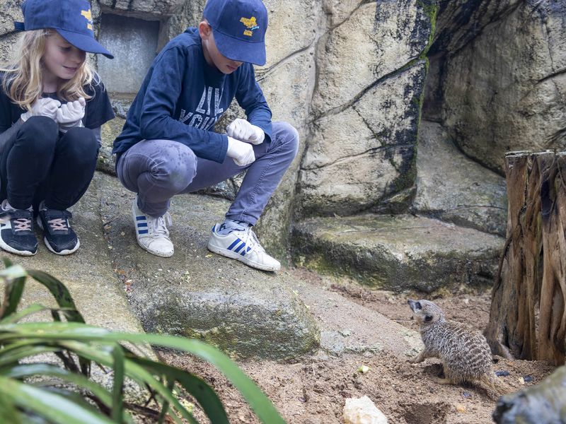 S'approcher des suricates - Activité Soigneur d'un Jour junior - ZooParc de Beauval